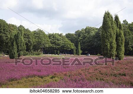 Heath garden with blossoming heath, Schneverdingen, Lüneburg Heath Nature Park, Lower Saxony, Germany, Europe View Large Photo Image Stock Photography - Heath garden with blossoming heath, Schneverdingen, Lüneburg Heath Nature Park, Lower Saxony, Germany, Europe. Fotosearch