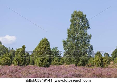 Heather blossom and juniper, Wilsede, Lüneburg Heath Nature Reserve, Lower Saxony, Germany, Europe View Large Photo Image Stock Image - Heather blossom and juniper, Wilsede, Lüneburg Heath Nature Reserve, Lower Saxony, Germany, Europe. Fotosearch