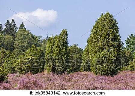 Heather blossom and juniper, Wilsede, Lüneburg Heath Nature Reserve, Lower Saxony, Germany, Europe View Large Photo Image Stock Image - Heather blossom and juniper, Wilsede, Lüneburg Heath Nature Reserve, Lower Saxony, Germany, Europe. Fotosearch