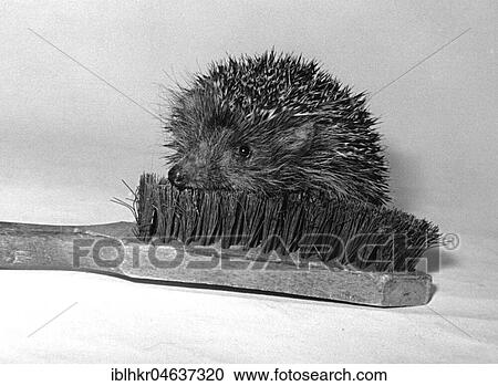 Hedgehog lies on a brush, ca. 1970s, exact place unknown, Austria, Europe View Large Photo Image Stock Image - Hedgehog lies on a brush, ca. 1970s, exact place unknown, Austria, Europe. Fotosearch