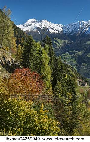 Herbstlandschaft in den Bergen im Herbst, hinten Plattenspitzen, bei Meran, Trentino, Sudtirol, Italien, Europa View Large Photo Image Stock Photo - Herbstlandschaft in den Bergen im Herbst, hinten Plattenspitzen, bei Meran, Trentino, Sudtirol, Italien, Europa. Fotosearch