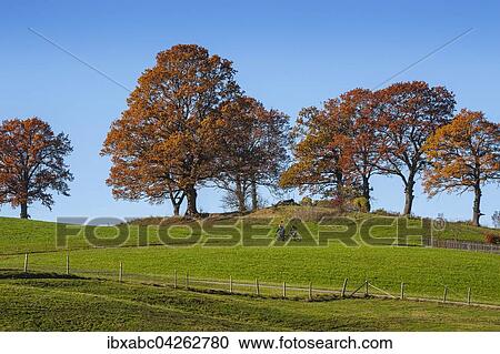 Herbstlandschaft mit Buchen (Fagus) bei Bad Tolz, Bayern, Deutschland, Europa View Large Photo Image Stock Image - Herbstlandschaft mit Buchen (Fagus) bei Bad Tolz, Bayern, Deutschland, Europa. Fotosearch