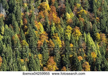 Herbstlich verfarbte Baume, Mischwald, Trentino, Sudtirol, Italien, Europa View Large Photo Image Stock Photography - Herbstlich verfarbte Baume, Mischwald, Trentino, Sudtirol, Italien, Europa. Fotosearch