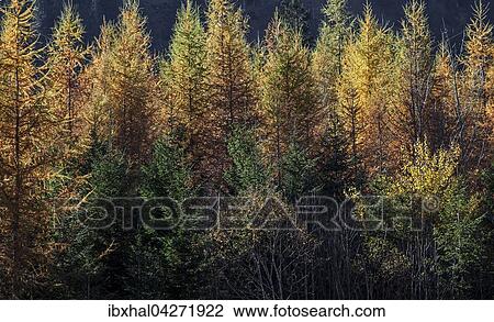 Herbstwald, herbstlich verfarbte Baume bei Tannheim, Tannheimer Tal, Tirol, Osterreich, Europa View Large Photo Image Stock Image - Herbstwald, herbstlich verfarbte Baume bei Tannheim, Tannheimer Tal, Tirol, Osterreich, Europa. Fotosearch