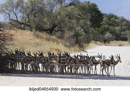Herd of springboks (Antidorcas marsupialis) standing in the shade, in the middle of a dirt road, Kgalagadi Transfrontier Park, Northern Cape, South Africa, Africa View Large Photo Image Stock Image - Herd of springboks (Antidorcas marsupialis) standing in the shade, in the middle of a dirt road, Kgalagadi Transfrontier Park, Northern Cape, South Africa, Africa. Fotosearch