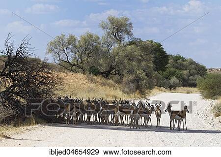 Herd of springboks (Antidorcas marsupialis) standing in the shade, in the middle of a dirt road, Kgalagadi Transfrontier Park, Northern Cape, South Africa, Africa View Large Photo Image Stock Photo - Herd of springboks (Antidorcas marsupialis) standing in the shade, in the middle of a dirt road, Kgalagadi Transfrontier Park, Northern Cape, South Africa, Africa. Fotosearch
