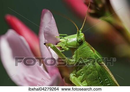 Picture - Heuschrecke, grunes Heupferd (Tettigonia viridissima) sitzt auf einer Oleanderblute (Nerium oleander), Baden-Wurttemberg, Deutschland, Europa. Fotosearch