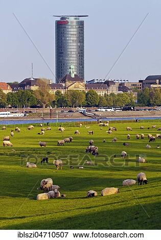 High-rise building of Ergo headquarters with flock of sheep on the Rhine meadows, Düsseldorf, North Rhine-Westphalia, Germany, Europe View Large Photo Image Stock Photo - High-rise building of Ergo headquarters with flock of sheep on the Rhine meadows, Düsseldorf, North Rhine-Westphalia, Germany, Europe. Fotosearch