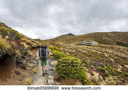 Stock Image - Hiker on Kepler Track, Luxmore Hat, Fiordland National Park, Southland, South Island, New Zealand, Oceania. Fotosearch