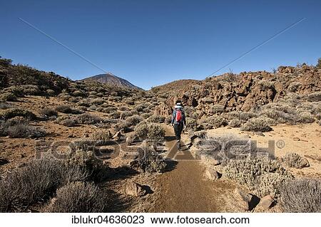 Hiking trail in the Teide National Park, in the back Teide Volcano, Tenerife, Spain, Europe View Large Photo Image Stock Image - Hiking trail in the Teide National Park, in the back Teide Volcano, Tenerife, Spain, Europe. Fotosearch