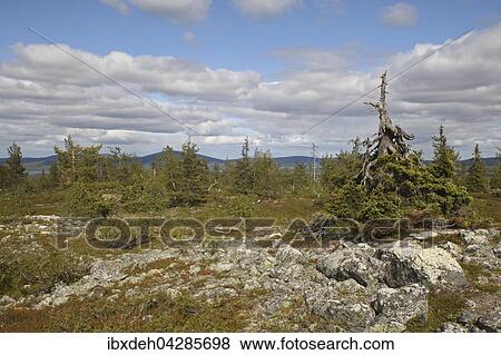 Hochplateau auf dem Sarkitunturi Fjall im Yllastunturi National Park, Lappland, Finnland, Europa View Large Photo Image Stock Photo - Hochplateau auf dem Sarkitunturi Fjall im Yllastunturi National Park, Lappland, Finnland, Europa. Fotosearch