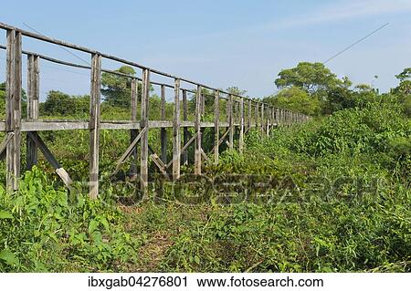 Holzsteg, Pantanal, Mato Grosso, Brasilien, Sudamerika View Large Photo Image Stock Image - Holzsteg, Pantanal, Mato Grosso, Brasilien, Sudamerika. Fotosearch