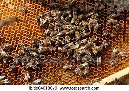 Honey bees (Apis) on a comb, volk, Germany, Europe View Large Photo Image Stock Photo - Honey bees (Apis) on a comb, volk, Germany, Europe. Fotosearch