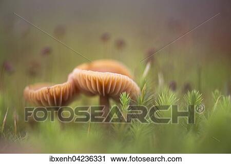 Stock Image - Honig-Saftling (Hygrocybe reidii), Emsland, Niedersachsen, Deutschland, Europa. Fotosearch