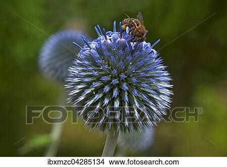 Honigbiene (Apis sp. ) auf einer Kugeldistel (Echinops sphaerocephalus), Sachsen, Deutschland, Europa View Large Photo Image Picture - Honigbiene (Apis sp. ) auf einer Kugeldistel (Echinops sphaerocephalus), Sachsen, Deutschland, Europa. Fotosearch
