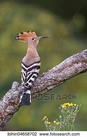 Stock Image - Hoopoe (Upupa epops), male sitting on a branch, Tuscany, Italy, Europe. Fotosearch