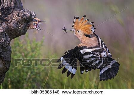 Hoopoe ( Upupa epops) Old bird feeding its young, Serbia, Europe View Large Photo Image Stock Photo - Hoopoe ( Upupa epops) Old bird feeding its young, Serbia, Europe. Fotosearch