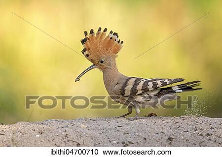 Hoopoe (Upupa epops) on the ground, foraging, Middle Elbe Biosphere Reserve, Saxony-Anhalt, Germany, Europe View Large Photo Image Stock Image - Hoopoe (Upupa epops) on the ground, foraging, Middle Elbe Biosphere Reserve, Saxony-Anhalt, Germany, Europe. Fotosearch