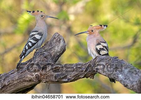 Stock Image - Hoopoes (Upupa epops), couple sitting in a tree, Tuscany, Italy, Europe. Fotosearch