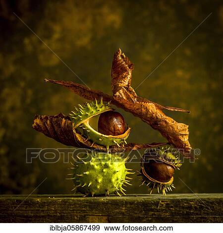 Stock Photo - Horse chestnut Aesculus hippocastanum, studio shot, France, Europe. Fotosearch