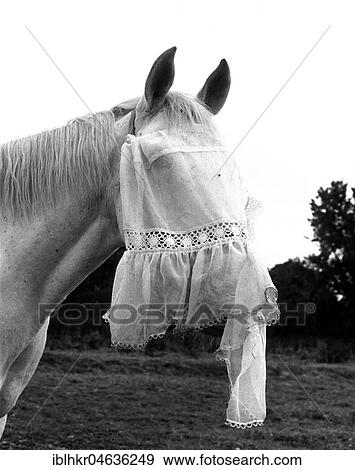 Stock Photo - Horse with veil, ca. 1960s, exact place unknown, England. Fotosearch
