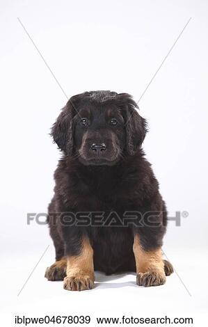 Hovawart, puppy, 6 weeks, black-brands, sitting View Large Photo Image Stock Photo - Hovawart, puppy, 6 weeks, black-brands, sitting. Fotosearch