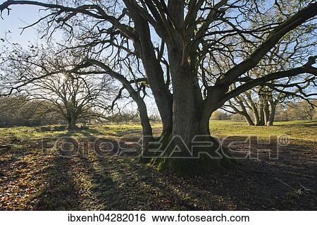 Hudeeichen (Quercus robur), Borkener Paradies, Emsland, Niedersachsen, Deutschland, Europa View Large Photo Image Stock Photograph - Hudeeichen (Quercus robur), Borkener Paradies, Emsland, Niedersachsen, Deutschland, Europa. Fotosearch