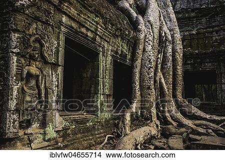 Huge roots of a Spung tree (Tetrameles nudiflora) overgrowning ruins of Ta Prohm temple, temple ruin, temple complex, Angkor Wat, Angkor Archaeological Park, Siem Reap Province, Cambodia, Asia View Large Photo Image Picture - Huge roots of a Spung tree (Tetrameles nudiflora) overgrowning ruins of Ta Prohm temple, temple ruin, temple complex, Angkor Wat, Angkor Archaeological Park, Siem Reap Province, Cambodia, Asia. Fotosearch