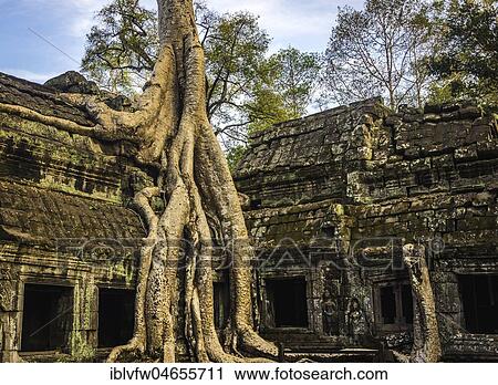 Huge roots of a tree (Tetrameles nudiflora) overgrowning ruins of Ta Prohm temple, temple ruin, temple complex, Angkor Wat, Angkor Archaeological Park, Siem Reap Province, Cambodia, Asia View Large Photo Image Stock Image - Huge roots of a tree (Tetrameles nudiflora) overgrowning ruins of Ta Prohm temple, temple ruin, temple complex, Angkor Wat, Angkor Archaeological Park, Siem Reap Province, Cambodia, Asia. Fotosearch