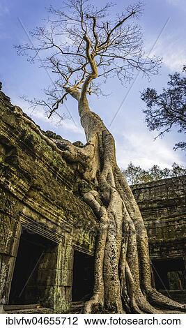 Stock Image - Huge roots of a tree (Tetrameles nudiflora) overgrowning ruins of Ta Prohm temple, temple ruin, temple complex, Angkor Wat, Angkor Archaeological Park, Siem Reap Province, Cambodia, Asia. Fotosearch