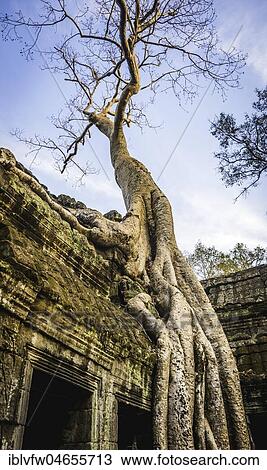 Huge roots of a tree (Tetrameles nudiflora) overgrowning ruins of Ta Prohm temple, temple ruin, temple complex, Angkor Wat, Angkor Archaeological Park, Siem Reap Province, Cambodia, Asia View Large Photo Image Stock Image - Huge roots of a tree (Tetrameles nudiflora) overgrowning ruins of Ta Prohm temple, temple ruin, temple complex, Angkor Wat, Angkor Archaeological Park, Siem Reap Province, Cambodia, Asia. Fotosearch