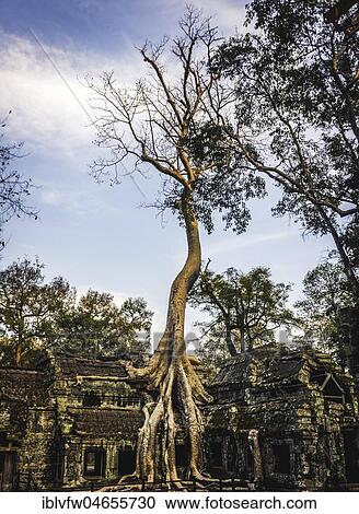 Stock Image - Huge roots of a tree (Tetrameles nudiflora) overgrowning ruins of Ta Prohm temple, temple ruin, temple complex, Angkor Wat, Angkor Archaeological Park, Siem Reap Province, Cambodia, Asia. Fotosearch