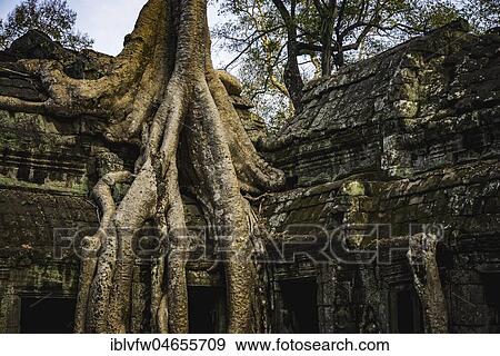 Huge roots of a tree (Tetrameles nudiflora) overgrowning ruins of Ta Prohm temple, temple ruin, temple complex, Angkor Wat, Angkor Archaeological Park, Siem Reap Province, Cambodia, Asia View Large Photo Image Stock Photo - Huge roots of a tree (Tetrameles nudiflora) overgrowning ruins of Ta Prohm temple, temple ruin, temple complex, Angkor Wat, Angkor Archaeological Park, Siem Reap Province, Cambodia, Asia. Fotosearch
