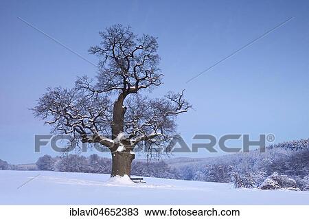 Huge solitary oak tree in winter, natural monument, snow-covered landscape, dusk, Harz foreland, Saxony-Anhalt, Germany, Europe View Large Photo Image Stock Image - Huge solitary oak tree in winter, natural monument, snow-covered landscape, dusk, Harz foreland, Saxony-Anhalt, Germany, Europe. Fotosearch