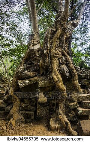 Huge tree roots grow on the ruins of a temple, Angkor Wat, Angkor Archaeological Park, Siem Reap Province, Cambodia, Asia View Large Photo Image Stock Photography - Huge tree roots grow on the ruins of a temple, Angkor Wat, Angkor Archaeological Park, Siem Reap Province, Cambodia, Asia. Fotosearch