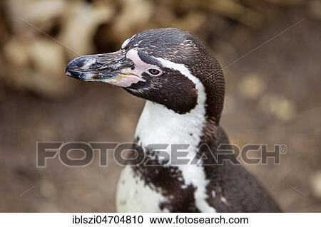 Stock Image - Humboldt penguin (Spheniscus humboldti), animal portrait, captive, Germany, Europe. Fotosearch