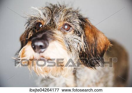 Hund, Dackel, Rauhaardackel, Portrait, Deutschland, Europa View Large Photo Image Stock Photo - Hund, Dackel, Rauhaardackel, Portrait, Deutschland, Europa. Fotosearch