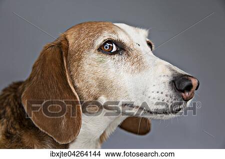 Picture - Hund, Deutsche Bracke, Portrait, Deutschland, Europa. Fotosearch