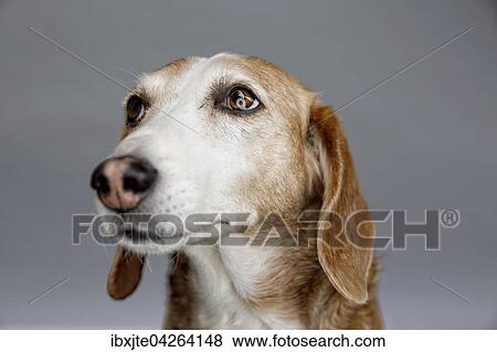 Hund, Deutsche Bracke, Portrait, Deutschland, Europa View Large Photo Image Stock Photo - Hund, Deutsche Bracke, Portrait, Deutschland, Europa. Fotosearch