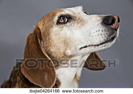 Hund, Deutsche Bracke, Portrait, Deutschland, Europa View Large Photo Image Stock Photograph - Hund, Deutsche Bracke, Portrait, Deutschland, Europa. Fotosearch