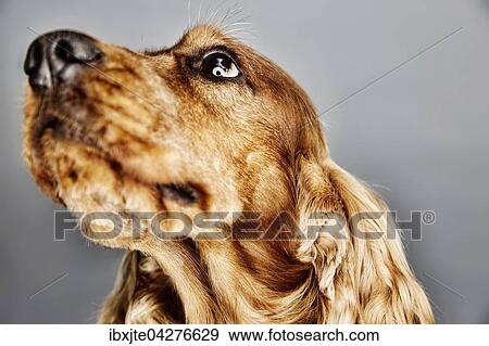 Hund, English Cockerspaniel, Portrait, Deutschland, Europa View Large Photo Image Stock Photo - Hund, English Cockerspaniel, Portrait, Deutschland, Europa. Fotosearch