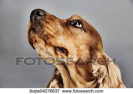 Stock Photo - Hund, English Cockerspaniel, Portrait, Deutschland, Europa. Fotosearch