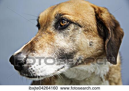 Stock Image - Hund, Mischlingshund, Portait, Deutschland, Europa. Fotosearch