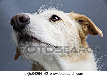 Stock Image - Hund, Mischlingshund, Portrait, Deutschland, Europa. Fotosearch