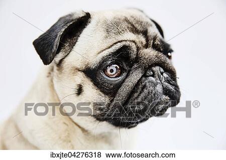 Stock Photo - Hund, Mops, Portrait, Deutschland, Europa. Fotosearch