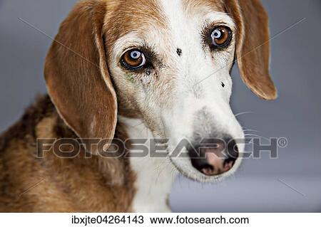 Hund schaut treu, Deutsche Bracke, Portrait, Deutschland, Europa View Large Photo Image Stock Image - Hund schaut treu, Deutsche Bracke, Portrait, Deutschland, Europa. Fotosearch