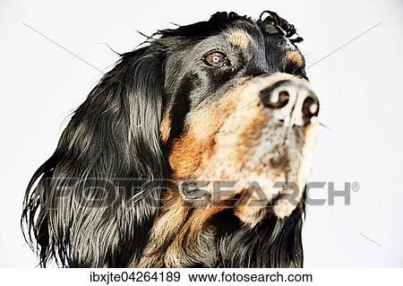 Hund, Setter, Gordon Setter, Portrait, Deutschland, Europa View Large Photo Image Stock Photo - Hund, Setter, Gordon Setter, Portrait, Deutschland, Europa. Fotosearch