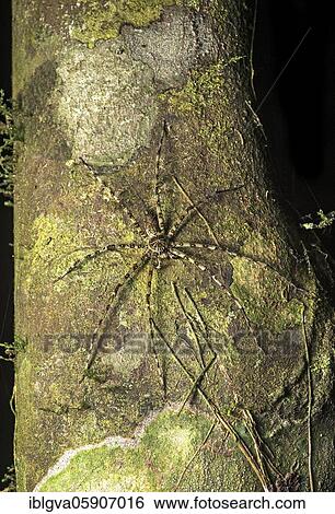 Huntsman spider (Pandercetes) (Sparassoidea), Danum Valley Conservation Area, Sabah, Borneo, Malaysia, Asia View Large Photo Image Stock Photograph - Huntsman spider (Pandercetes) (Sparassoidea), Danum Valley Conservation Area, Sabah, Borneo, Malaysia, Asia. Fotosearch