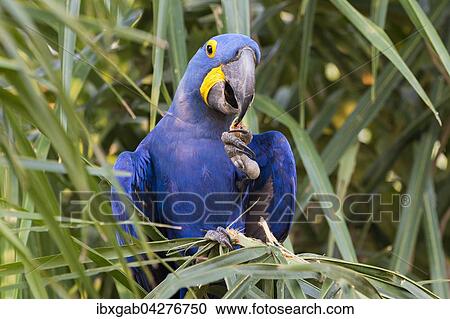 Hyazinth-Ara (Anodorhynchus hyacinthinus), beim Fressen von Nussen, Pantanal, Mato Grosso, Brasilien, Sudamerika View Large Photo Image Stock Image - Hyazinth-Ara (Anodorhynchus hyacinthinus), beim Fressen von Nussen, Pantanal, Mato Grosso, Brasilien, Sudamerika. Fotosearch