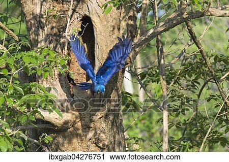 Hyazinth-Ara (Anodorhynchus hyacinthinus), beim Abflug aus seinem Nest im Baum, Pantanal, Mato Grosso, Brasilien, Sudamerika View Large Photo Image Stock Image - Hyazinth-Ara (Anodorhynchus hyacinthinus), beim Abflug aus seinem Nest im Baum, Pantanal, Mato Grosso, Brasilien, Sudamerika. Fotosearch